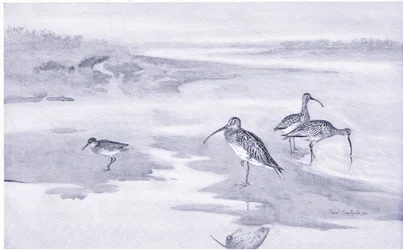 Brachvogel beim Fressen